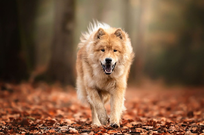 Étalon Eurasier - Sinaï Du Domaine Des Hugoux