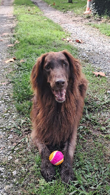 Étalon Flat Coated Retriever - Raya kaya Des Etoiles Sacrees Du Sud