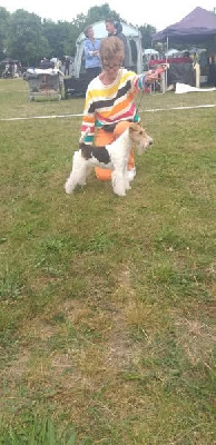 Étalon Fox Terrier Poil Dur - Udine du Moulin des Licornes