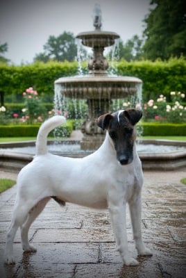 Étalon Fox Terrier Poil lisse - CH. James bond du Manoir Saint Adrien