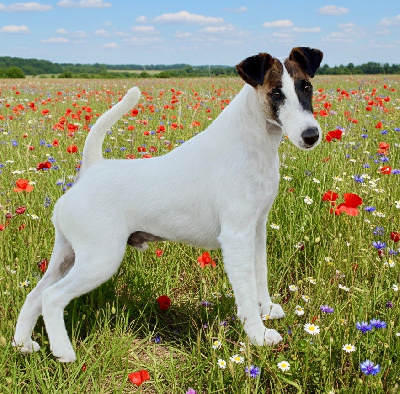 Étalon Fox Terrier Poil lisse - CH. Fox Rebell Ramsey
