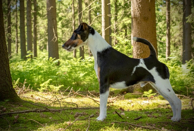Étalon Fox Terrier Poil lisse - CH. Fox Rebell Ricochet