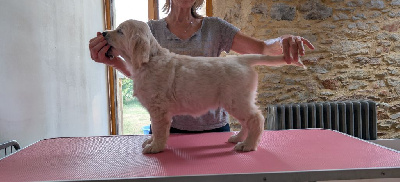 Étalon Golden Retriever - Alaska Du Clos De La Roseliere