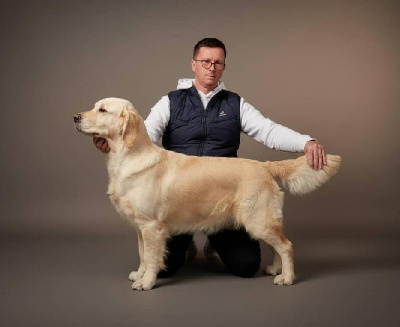 Étalon Golden Retriever - Vran velen de Bihan ki breizh