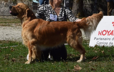 Étalon Golden Retriever - red pride Diego