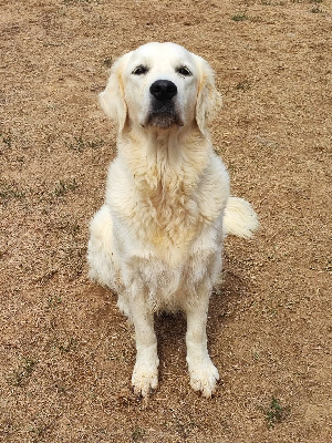 Étalon Golden Retriever - Unie bellie Des Bois Ronflants