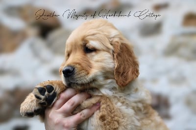 Étalon Golden Retriever - Another majesty Of Hawkchurch Cottage
