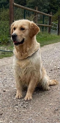 Étalon Golden Retriever - Seven up de la Vallée de Saint Samson