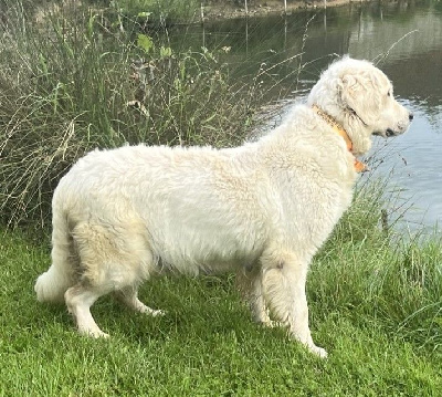 Étalon Golden Retriever - Roxane De la Plume Du Pévéle.