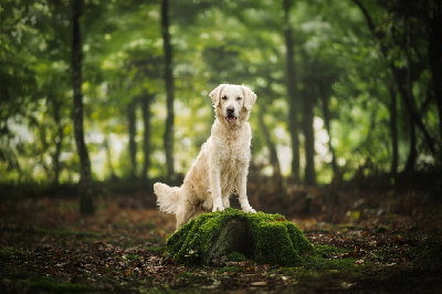 Étalon Golden Retriever - Sina De La Lagune De Montdesir