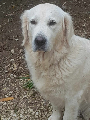 Étalon Golden Retriever - U2 De Sweety Fox