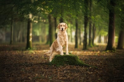 Étalon Golden Retriever - Thea De La Lagune De Montdesir