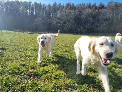 Étalon Golden Retriever - Soraya Des elucines