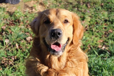 Étalon Golden Retriever - Taiko (Sans Affixe)