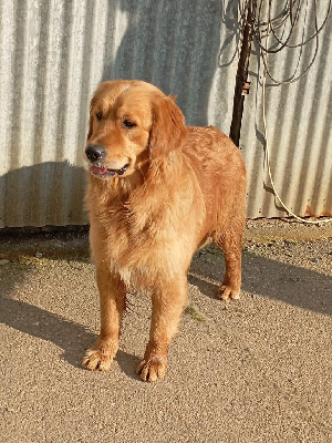 Étalon Golden Retriever - Unique amour pour rose Des Puppys Goldens Love
