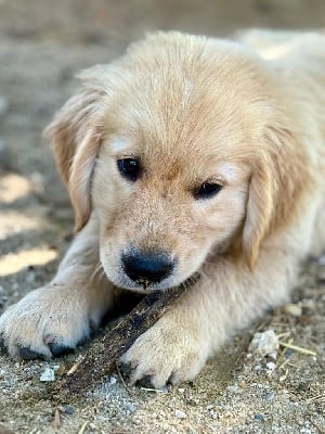 Étalon Golden Retriever - Alias brooklyn des puppys goldens love