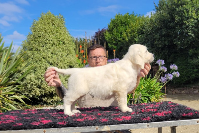 Étalon Golden Retriever - As forever de Bihan ki breizh