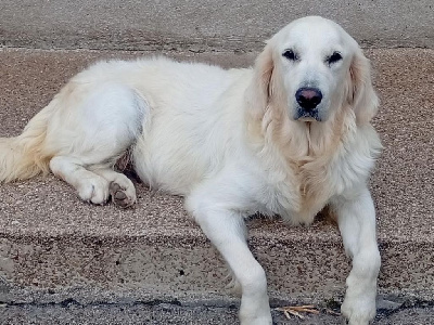 Étalon Golden Retriever - Utopie Du Domaine D'Izella