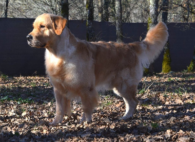 Étalon Golden Retriever - Catch The Dream Take a bow