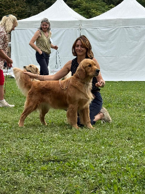 Étalon Golden Retriever - Urban legend des puppys goldens love