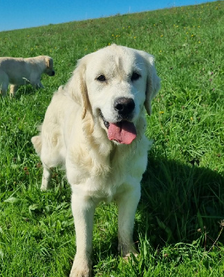 Étalon Golden Retriever - Verdi De La Colline D'Eole