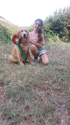 Étalon Golden Retriever - Arcane pink ranger De L'Orégon De Romance