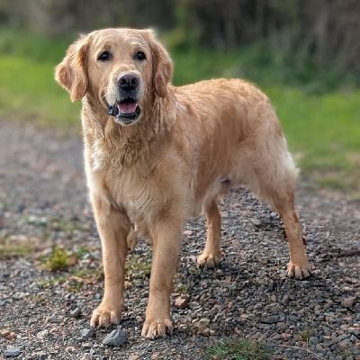 Étalon Golden Retriever - Toundra Du Clos De La Roseliere