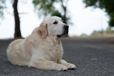 Étalon Golden Retriever - Titan chronos de la Légende de l'Or du Rhin