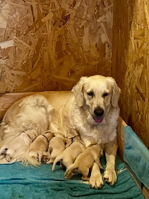 Étalon Golden Retriever - Summer De La Lisardière