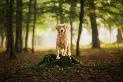 Étalon Golden Retriever - Touch the sky La Pierre De L'ounasi