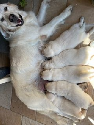 Étalon Golden Retriever - Unique Du Grand Tilleul De La Forge