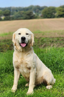 Étalon Golden Retriever - Very good boy des Anges de la Claie