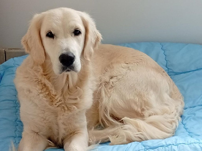 Étalon Golden Retriever - Uma Du Domaine D'Izella