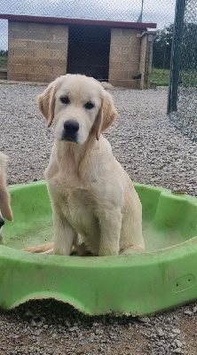 Étalon Golden Retriever - Abracadabra De La Colline D'Eole