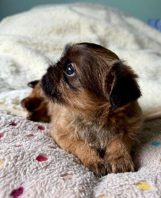 Étalon Griffon belge - Adele des terres de phoebus