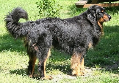 Étalon Hovawart - J'lao tseu du Clos Des Mignonnières