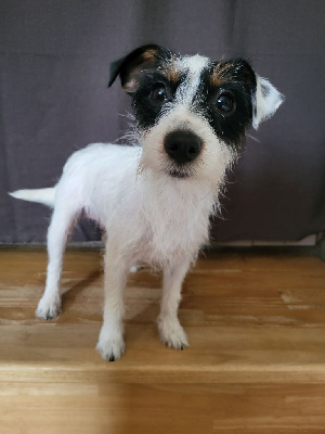 Étalon Jack Russell Terrier - Tessa for ever de la Bruyère de Jade