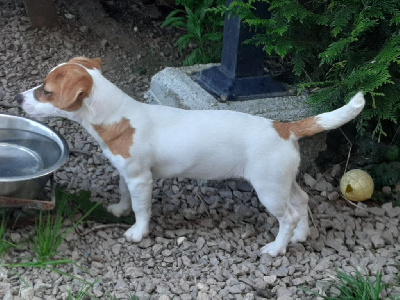Étalon Jack Russell Terrier - Voltige Du Domaine Des Pattes Dorées