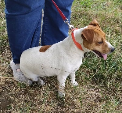 Étalon Jack Russell Terrier - Trésor du creux du nant