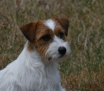 Étalon Jack Russell Terrier - Vattoo Des Gerveilles