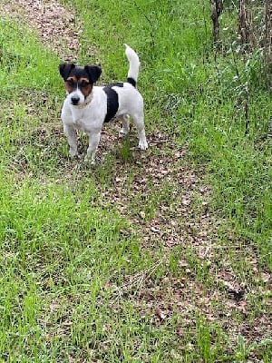 Étalon Jack Russell Terrier - Voyou des cretes du pilat
