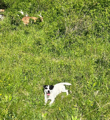 Étalon Jack Russell Terrier - Rosie of Spirit Mountain