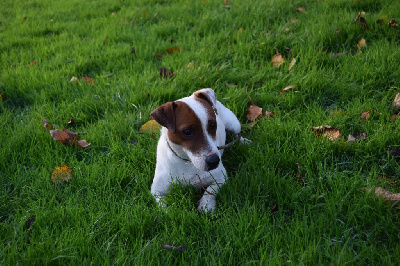 Étalon Jack Russell Terrier - Tropic de la clairière aux loups
