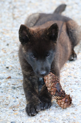 Étalon Kai - Kazuo go des fidèles akita ken