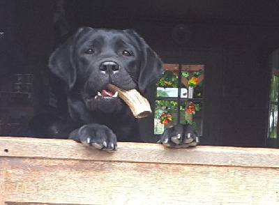 Étalon Labrador Retriever - Starlight du Labramour d'Othys