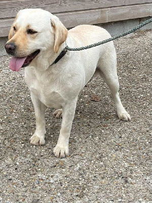 Étalon Labrador Retriever - Tagada de la Vallée de Saint Samson