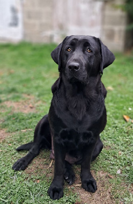 Étalon Labrador Retriever - Tia Du Petit Domaine De La Passee