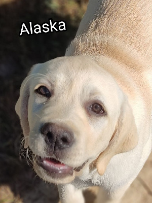 Étalon Labrador Retriever - Alaska des Terres de la Chatelaine