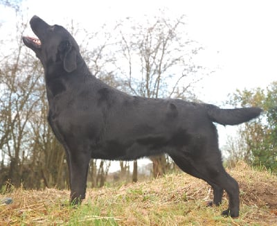 Étalon Labrador Retriever - In the mood du Labramour d'Othys