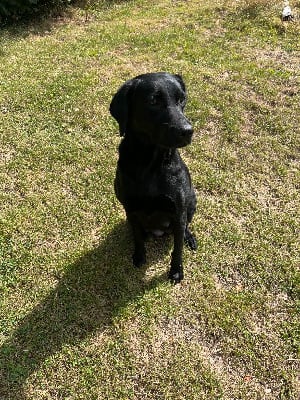 Étalon Labrador Retriever - Trust de ma campagne doree